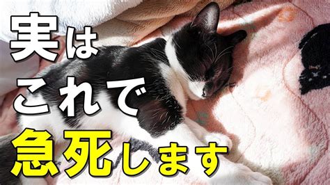 猫死|猫が突然死する原因とは？突然の別れを避けるにはど。